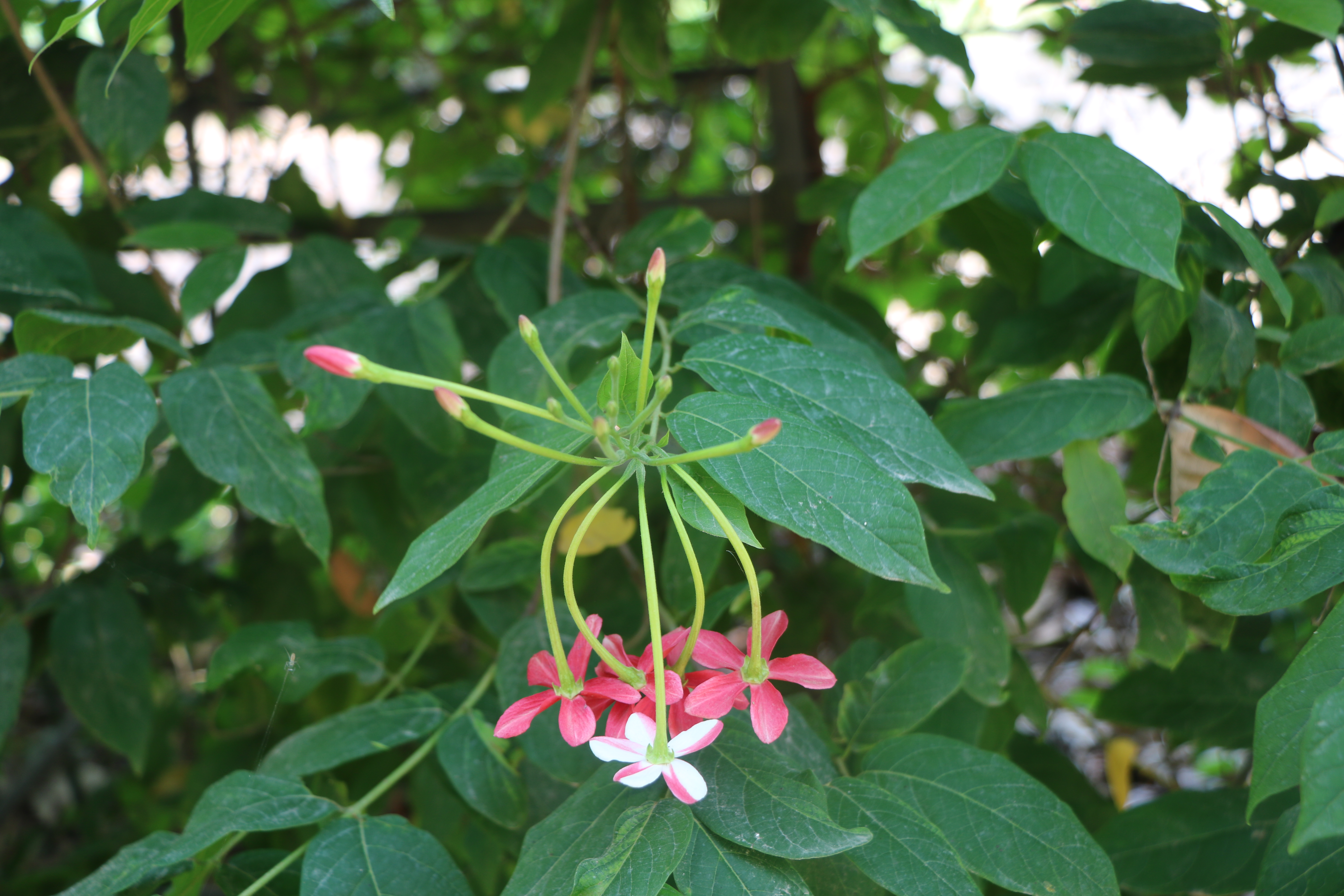 Combretum